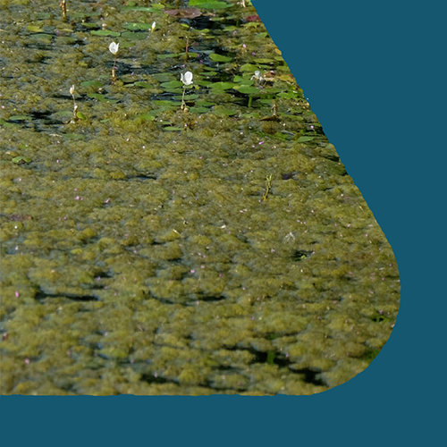 Eutrophication of Freshwaters (FR/R0002)