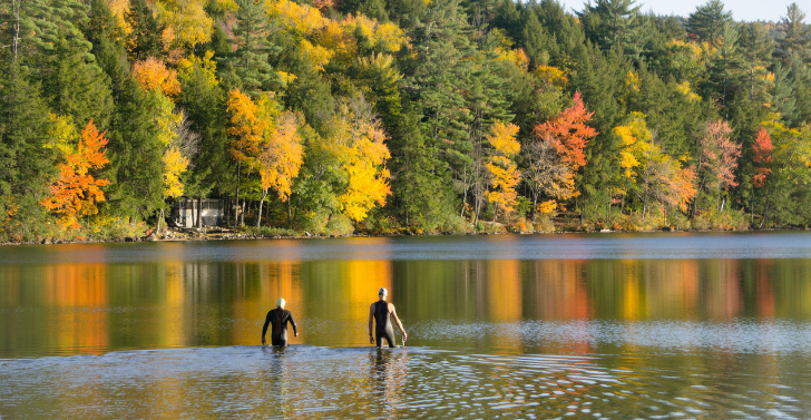 Two wild swimmings wading in a lake lined with forest