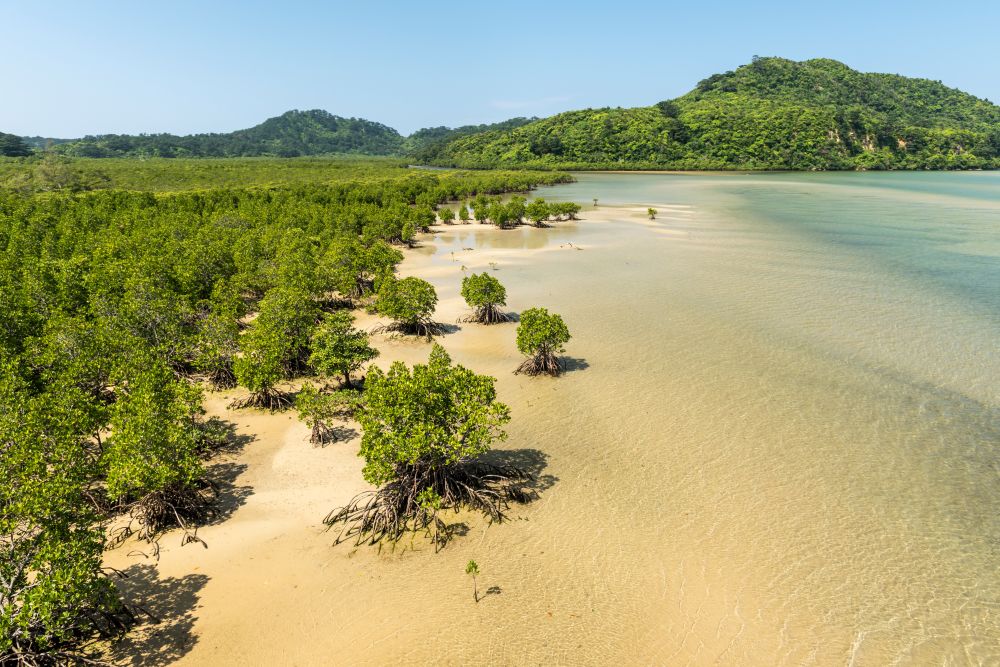 Ariel view of mangrove forest near river