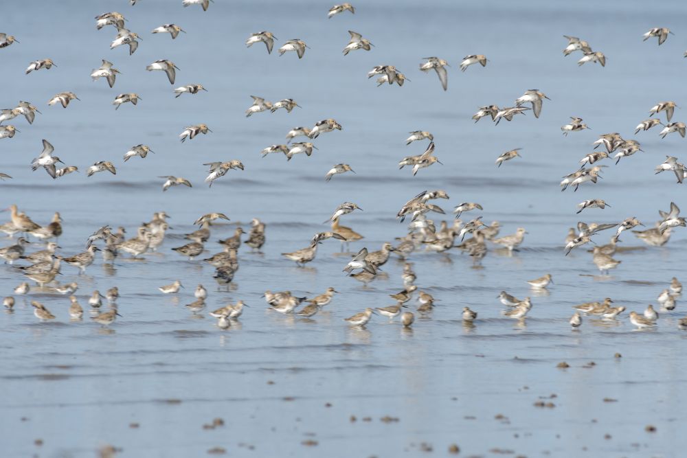 Flock of birds flying over water