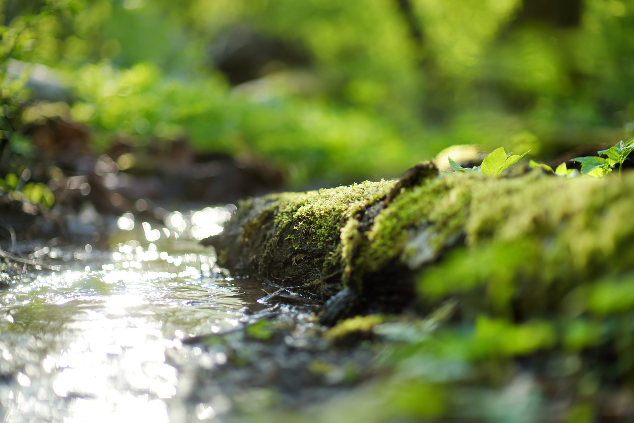 A stream running through greenery in a forest