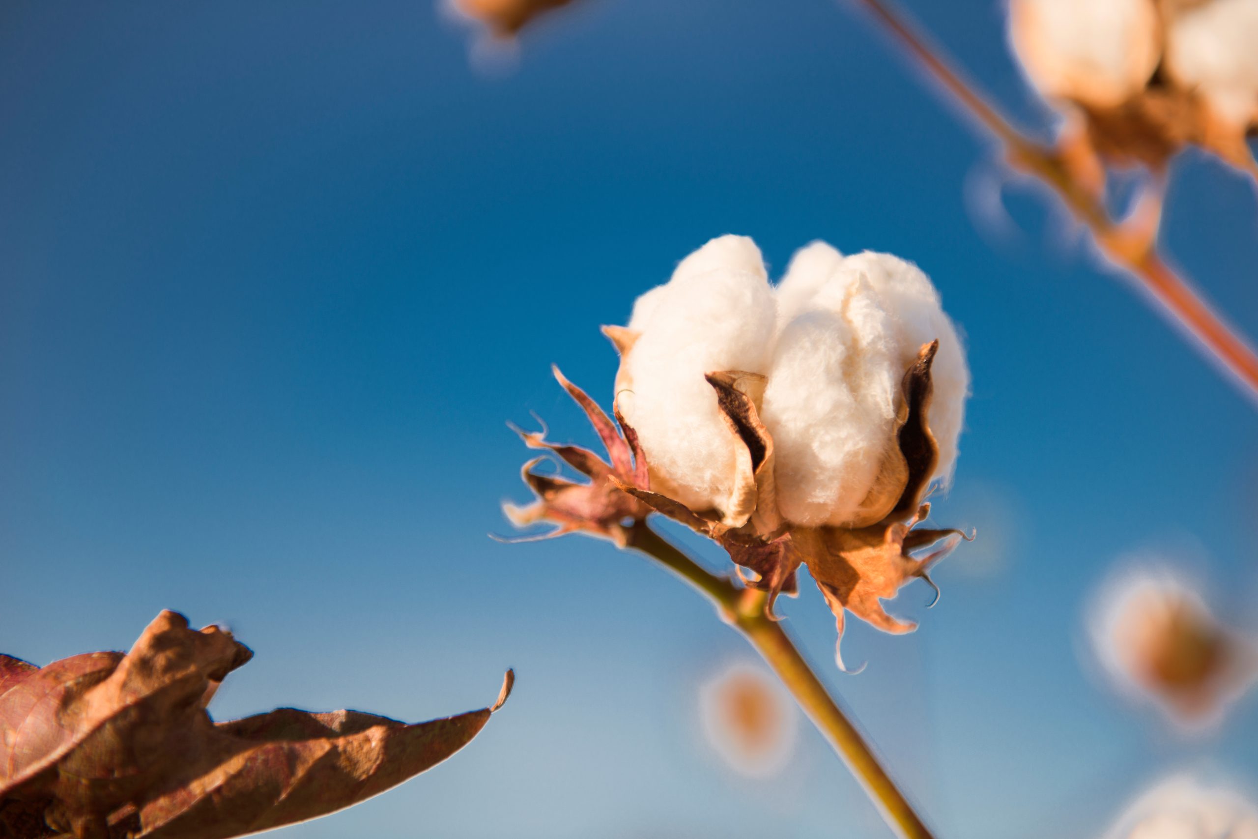 Cotton growing on plant
