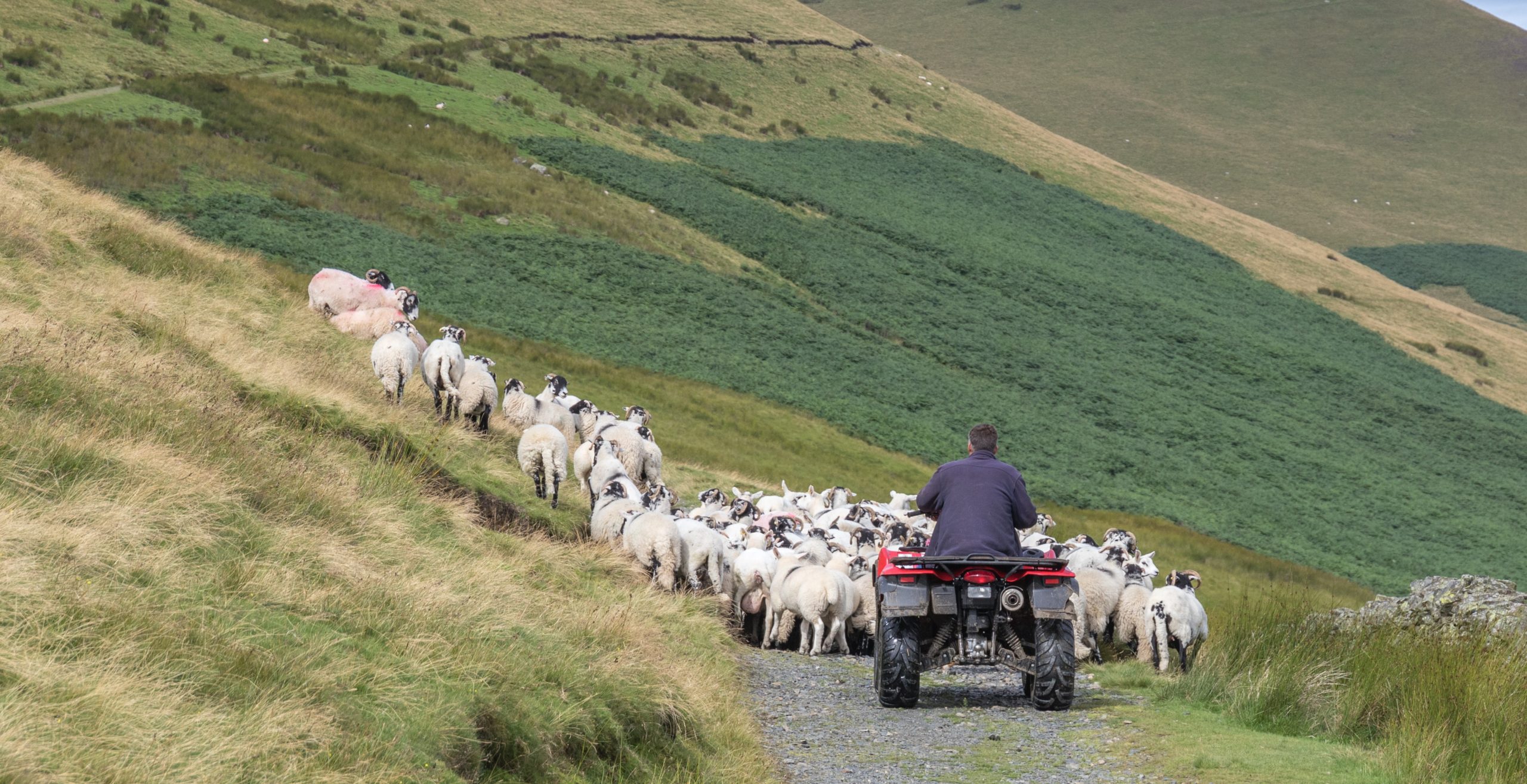 Farmer herding sheep using quad bike and dogs