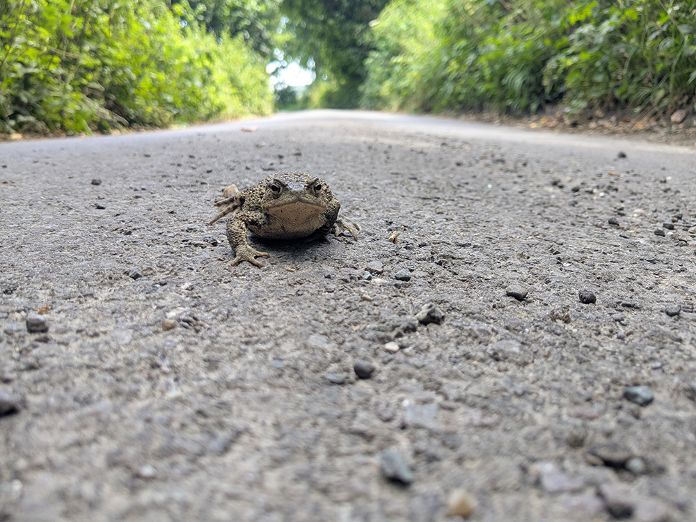 A photo of a toad on a road with green hedges either side, the toad is looking at the camera