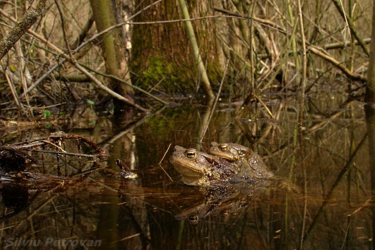 Common Toad Hunted Two million toads and counting: Citizen science, freshwater policy, and ...